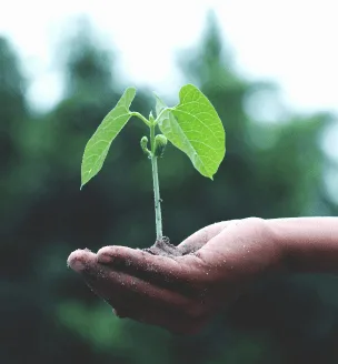 We'll plant a tree in your honor!