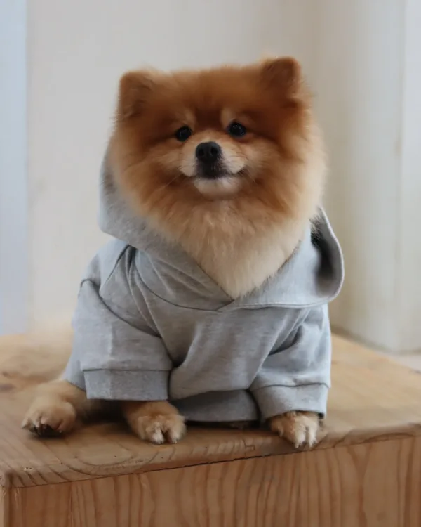 Dog Hoodie Sewing Pattern