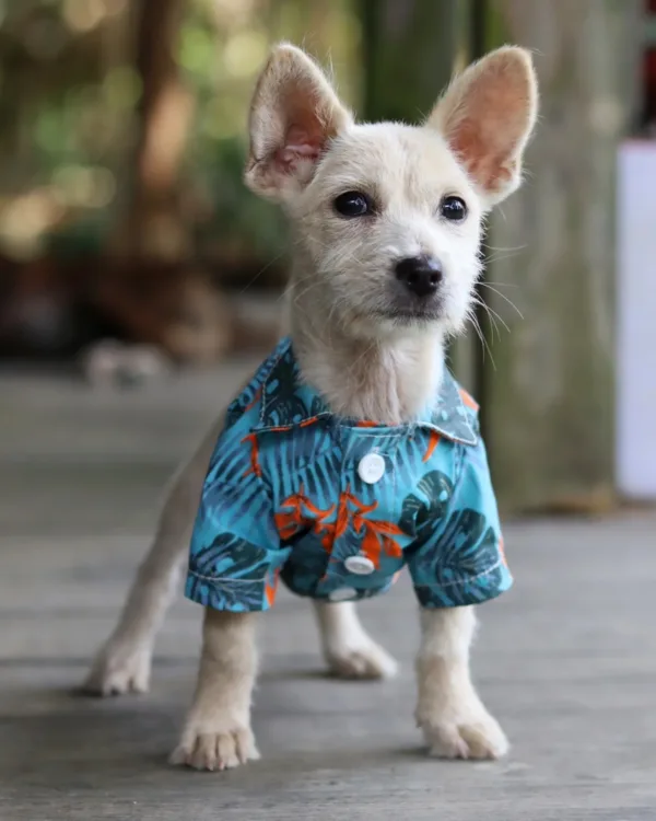 Dog Shirt Sewing Pattern